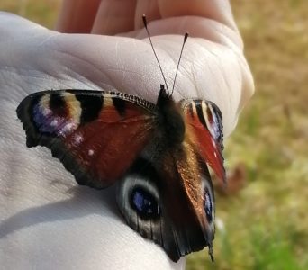 Schmetterling