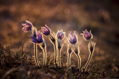 Pulsatilla