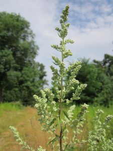 artemisia-vulgaris-848743_1280