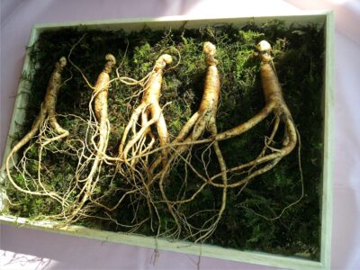 markroad1230-ginseng-641890