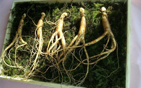 schamanische Trommelreise mit Ginseng