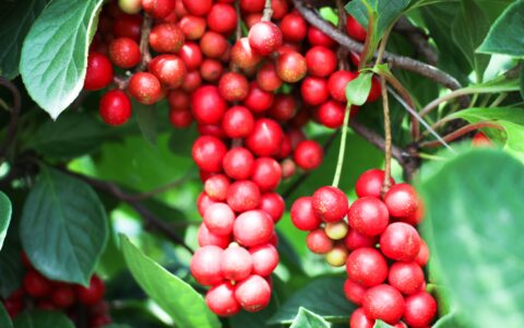 schamanische Trommelreise mit Schisandra
