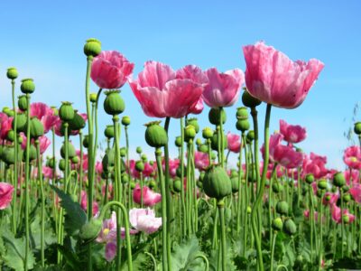 papaya45-poppy-1573061
