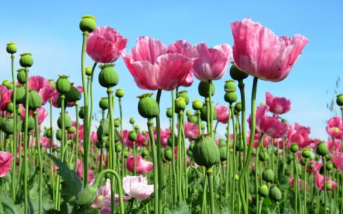 schamanische Trommelreise mit dem Schlafmohn